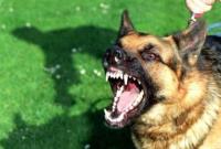 Мужчина натравил собаку бойцовской породы на прохожего в Кропивницком