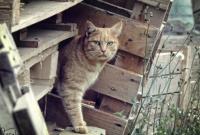 Ученые раскрыли секрет "одомашнивания" кошек