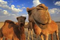 Саудовская Аравия депортировала катарских верблюдов и овец