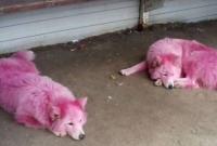 В лесу на юге России нашли собак, выкрашенных в розовый цвет