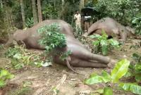 Виосоковольтни провода убили целую семью слонов в Индии