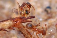 В Японии обнаружены муравьи, яд которых может привести к смерти
