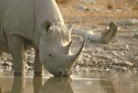 Браконьеры убили носорога в зоопарке во Франции