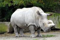 Носорогам в бельгийском зоопарке будут отпиливать рога, чтобы защитить от злоумышленников