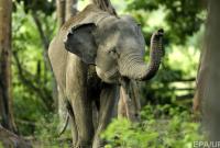 В Японии слониха до смерти забила хоботом сотрудника зоопарка