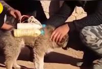 Щенок-смертник: боевики ИГИЛ отправили к иракским военным "заряженного" взрывчаткой песика – СМИ (видео)
