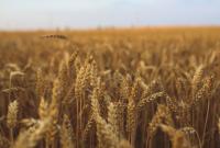 Турция допустила полную остановку поставок российской пшеницы