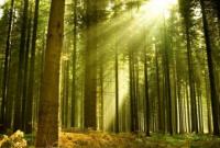 По международным стандартам в Украине сертифицированы более 30% лесов