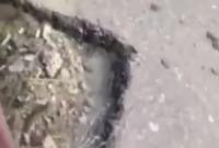 Под Полтавой автодоровцы забросали ямы землей с обочины (видео)