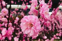 В Японии сакура расцвела на пять дней раньше срока