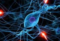 Исследователи обнаружили источник неизлечимых заболеваний мозга