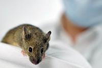 Ученые успешно опробовали на мышах препарат против старения