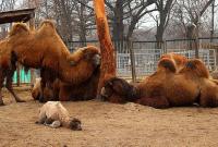 Маленький верблюжонок родился в Харьковском зоопарке