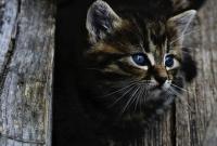 В Харькове вслед за Киевом зарегистрировали петицию о признании котов частью экосистемы города
