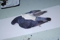Полиция Аргентины застрелила голубя-наркокурьера