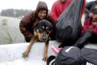 Как спасают пострадавших животных от урагана "Харви" (видео)