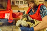 В Эрмитаже произошло возгорание: четыре кота в больнице