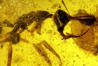 В янтаре нашли муравьев-вампиров, пронзавших жертву "рогом" (фото)