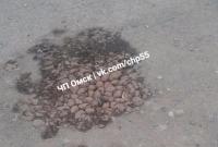 В России яму на дороге заделали картошкой