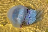 В Одессе нашествие медуз: они атакуют отдыхающих (видео)
