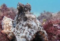 Ученые обнаружили в Австралии "город осьминогов"
