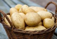 Дешевле не будет. В Украине упали цены на картофель и снова собираются расти