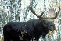 В Украине ввели 25-летний запрет на охоту на лосей