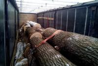 СБУ разоблачила механизм легализации незаконно вырубленной древесины
