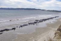 В Новой Зеландии еще около 200 китов выбросились на сушу