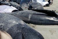 В Новой Зеландии на берег выбросились более 400 китов (фото)