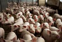 Поголовье свиней в Украине сократилось до исторического минимума