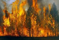 В Новой Зеландии вспыхнули масштабные лесные пожары (видео)