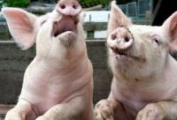Количество "промышленных" свиней продолжает сокращаться - АСУ