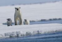 Ученые хотят совершить крупнейшую в истории экспедицию в Арктику