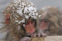 В Японии убили 57 снежных обезьян из-за "чужеродных генов"