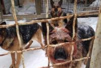 Четыре собаки загрызли мужчину в Киевской области