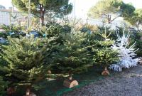 Куда отнести елку после праздников: адреса пунктов для утилизации в Киеве
