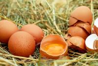 В Украине упал экспорт яиц