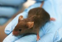 Ученые с помощью стволовых клеток вернули зрение слепым мышам