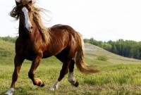 В Австралии за последние годы лошади убили больше людей, чем все ядовитые животные вместе - исследование