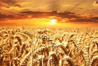 Европа увеличила квоты на импорт украинского зерна
