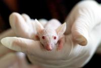 Японские биологи впервые вырастили орган одного животного в теле другого