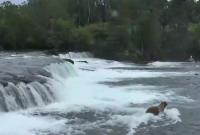 На Аляске сняли на видео, как медведица учит медвежат плавать