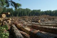 Названа цифра убытков от теневых схем с лесом: миллиарды гривень