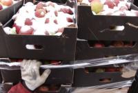 В России уничтожили 60 тонн польских яблок