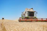 Аграрии собрали 24 млн тонн пшеницы