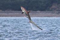 В Великобритании в объектив камеры попала гигантская акула-лисица