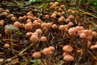 В Харьковской области пять человек отравились грибами