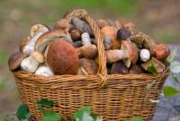 Минздрав рассказал, какие грибы не стоит есть и почему