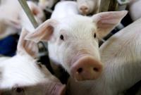 Литовских фермеров "попросят" отказаться от свиноводства из-за АЧС